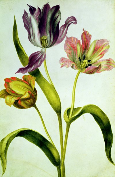 Tulpen door Nicolas Robert